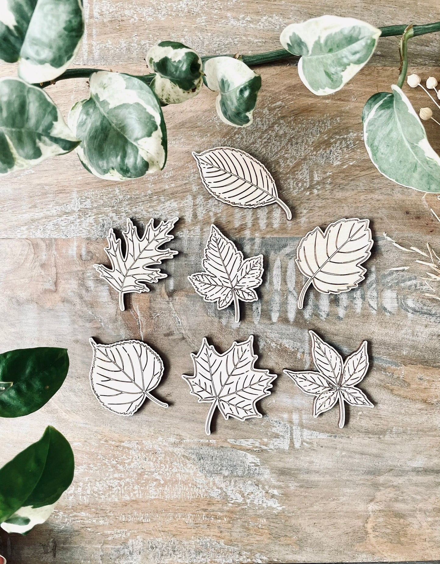 7x Wooden Leaves / Leaf Shapes | Laser Cut Leaves | Craft leaf Cut Out