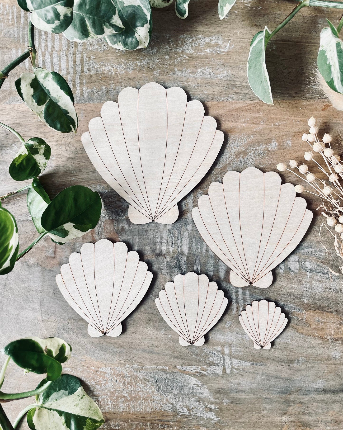 10x Wooden Seashell Shapes from 40mm Tall | 3mm Thick Laser Cut Plywood Blanks | Craft Shapes